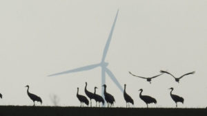 Lire la suite à propos de l’article Impact du développement éolien sur les chiroptères et les oiseaux