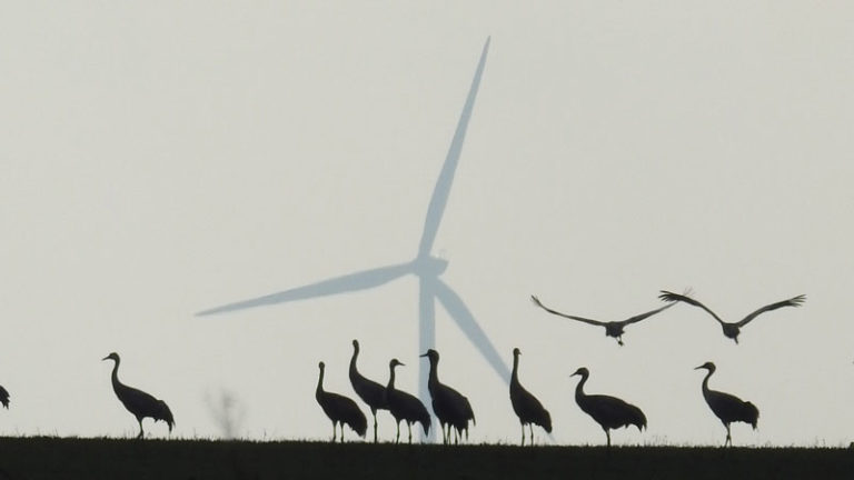 Oiseaux devant éolienne