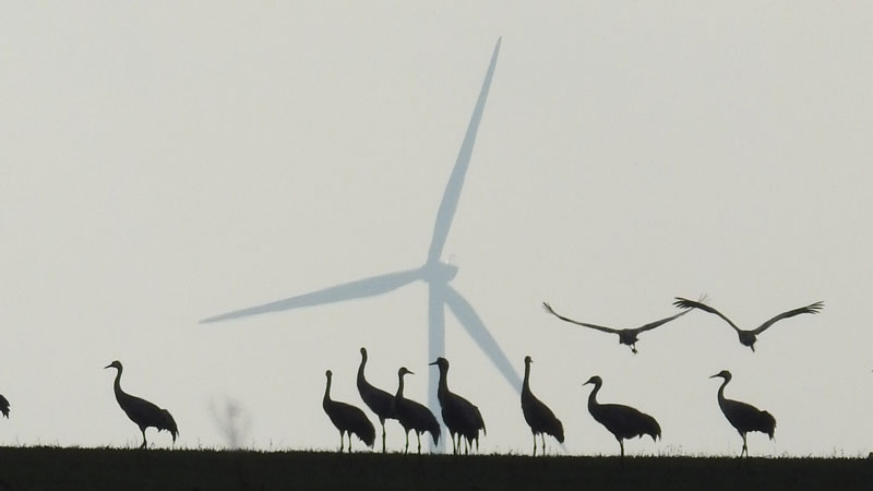 Lire la suite à propos de l’article Impact du développement éolien sur les chiroptères et les oiseaux